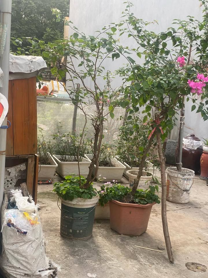 Đất phân lô 40m² tại Phạm Khắc Quảng, Việt Hưng - Ô tô tránh nhau, giá thỏa thuận!