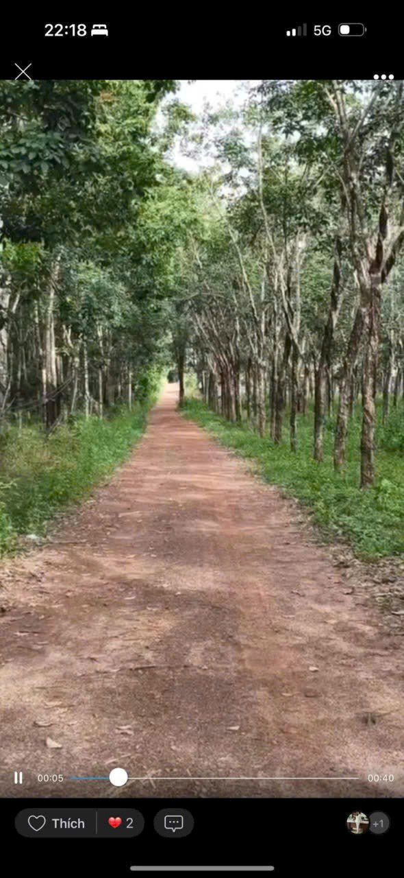 Đất Farm 60.000m² tại An Phú, Hớn Quản - Giá chỉ 12 tỷ, cơ hội đầu tư tuyệt vời!