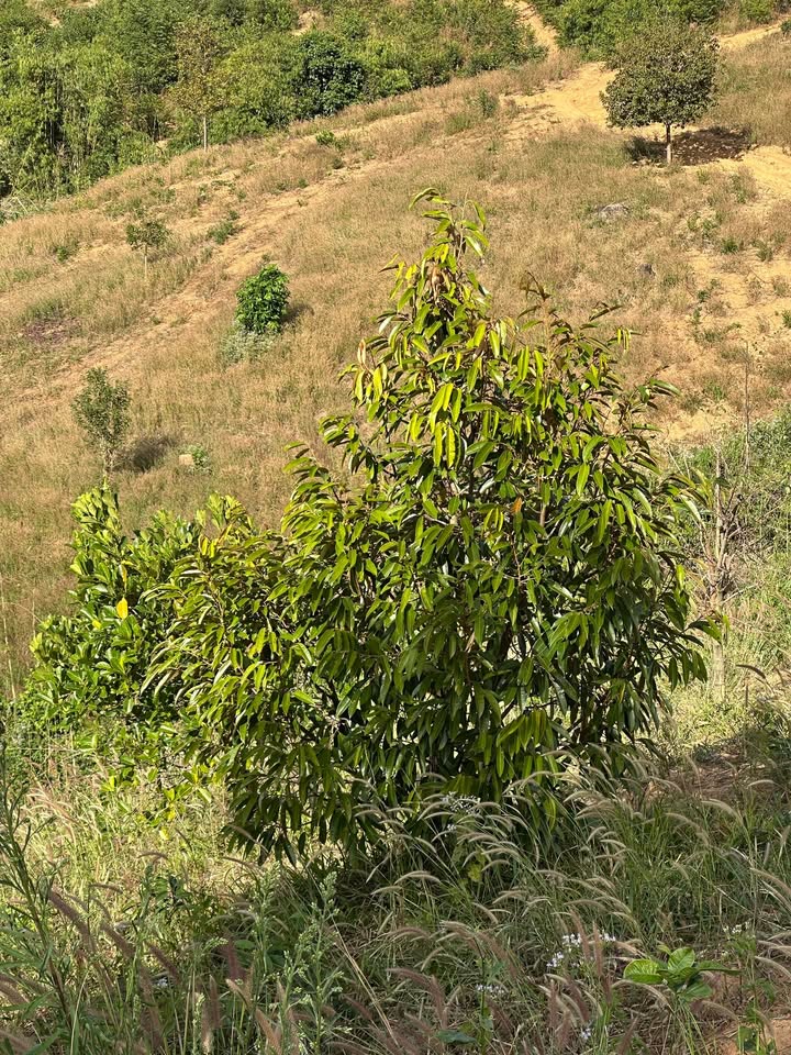 Đất trống 3ha tại Ngọc Réo, Đăk Hà - Giá chỉ 620 triệu - Cơ hội đầu tư tốt!