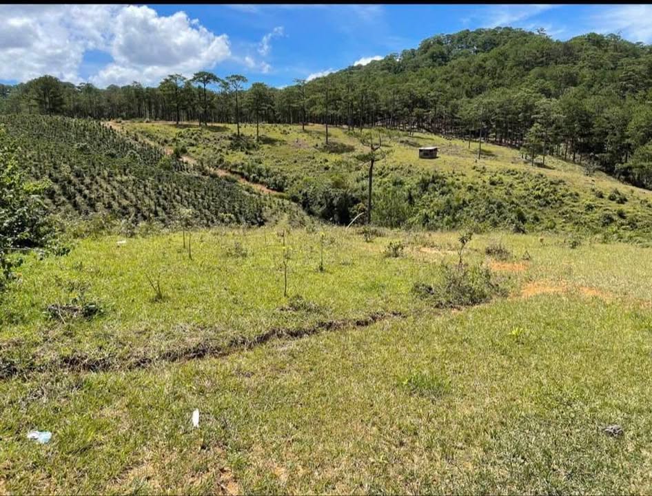 Đất nền Đạ Sar, Lạc Dương 4800m² giá 950 triệu - Đầu tư sinh lời ngay!