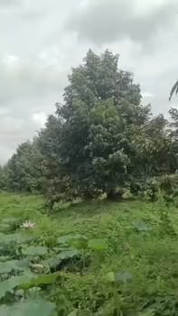 Farm 25 công sầu riêng Phú Cường, Tam Nông, Đồng Tháp - Giá chỉ 35 tỷ!