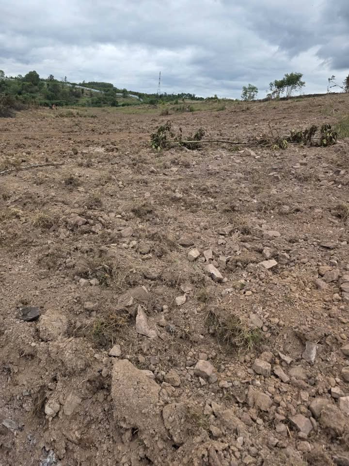 Đất Farm 1.9ha tại xã Ea M'Droh, Cư M'gar - Giá chỉ 1.615 tỷ - Sẵn sàng xuống giống!