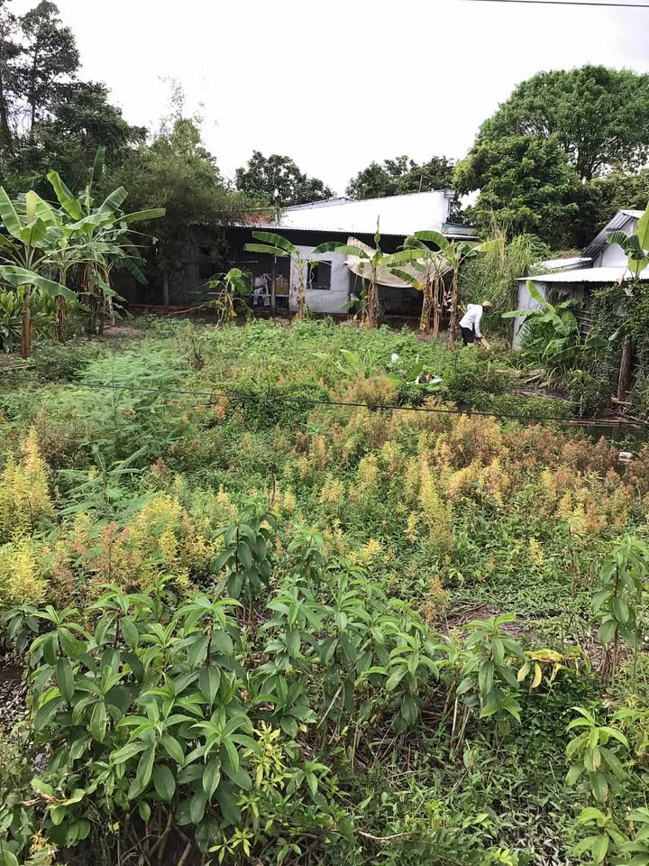 Đất nền ấp Nguyệt Lãng C, Bình Phú, 379m² giá 250 triệu - Cơ hội đầu tư tuyệt vời!