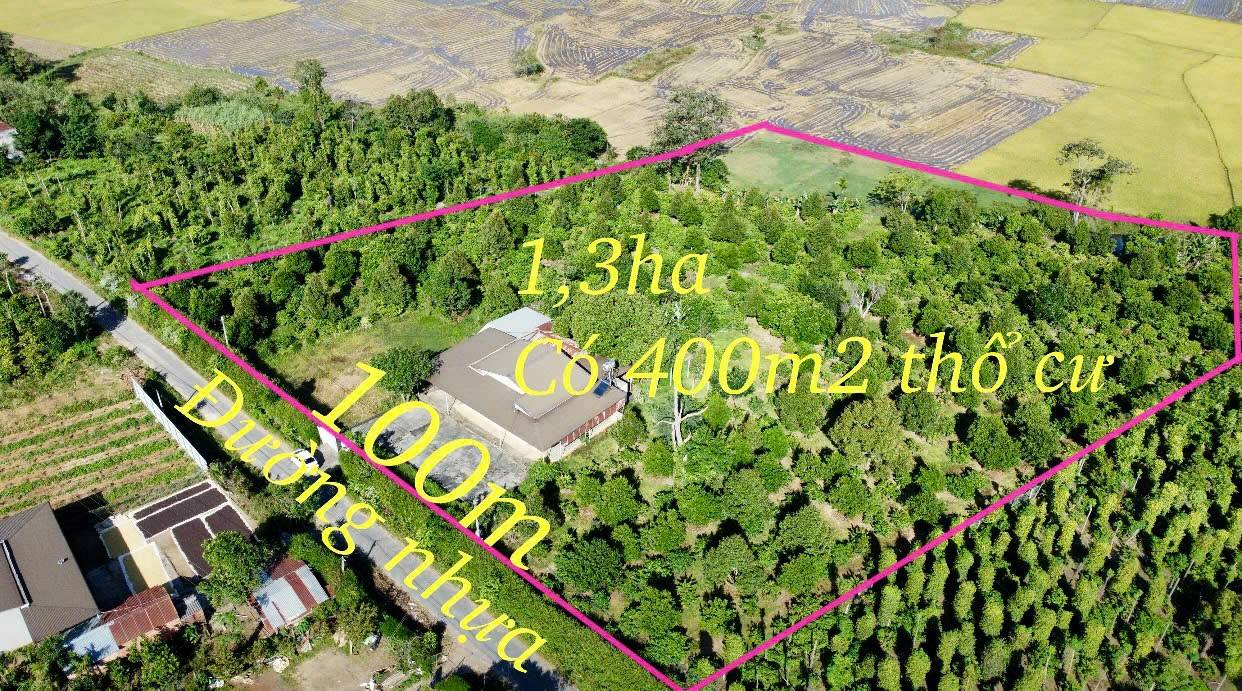Farm Đắk Phơi 1,3ha giá thỏa thuận - Sổ đỏ chính chủ, nhà vườn đẹp!