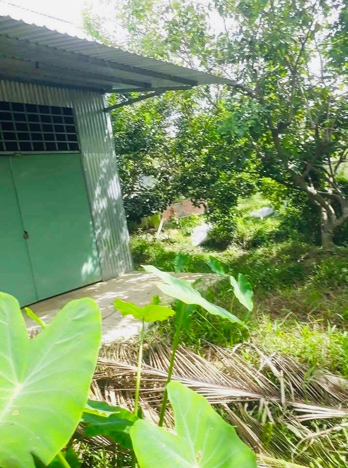 Đất vườn Hòa Ninh, Long Hồ 721m² giá 700 triệu - Cơ hội đầu tư hấp dẫn!