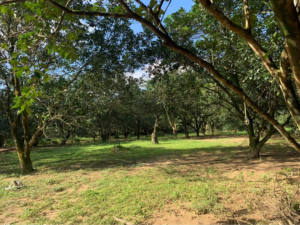 Farm Dương Hòa 1000m² giá 1.5 tỷ - Vườn bưởi cổ thụ tuyệt đẹp!