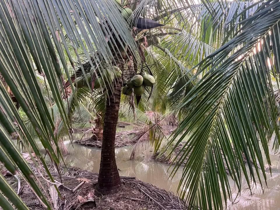 Đất vườn dừa 4,8 công tại Vang Quới Tây - Giá chỉ 1,92 tỷ