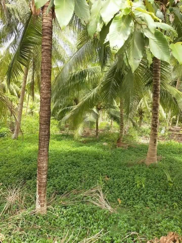 Đất thổ cư 300m² mặt tiền đường container Phước Long 3.171m² - Giá chỉ 3 triệu/m²!