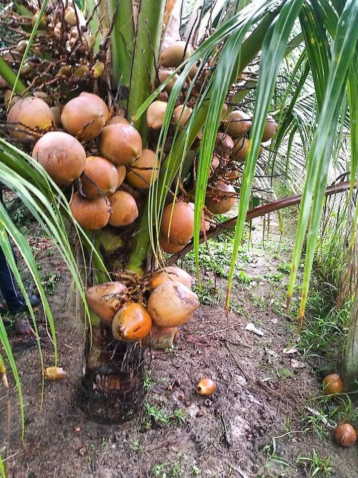 Mảnh vườn Tiên Thủy Bến Tre 1000m² giá 820 triệu - Đầu tư sinh lời ngay!