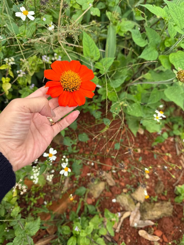 FrontHouse mặt tiền Huỳnh Thúc Kháng, Bảo Lộc 250m² - Kinh doanh sầm uất, giá tốt!