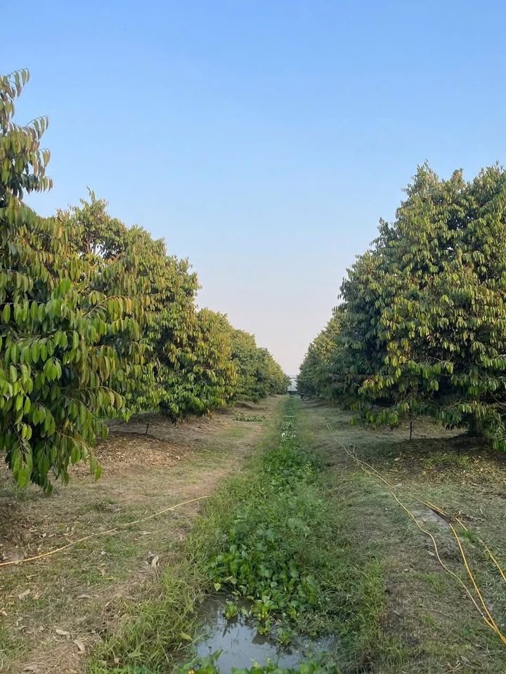 Đất vườn 10 công tại Thoại Sơn, An Giang - Giá chỉ 3.8 tỷ - Cần bán gấp!