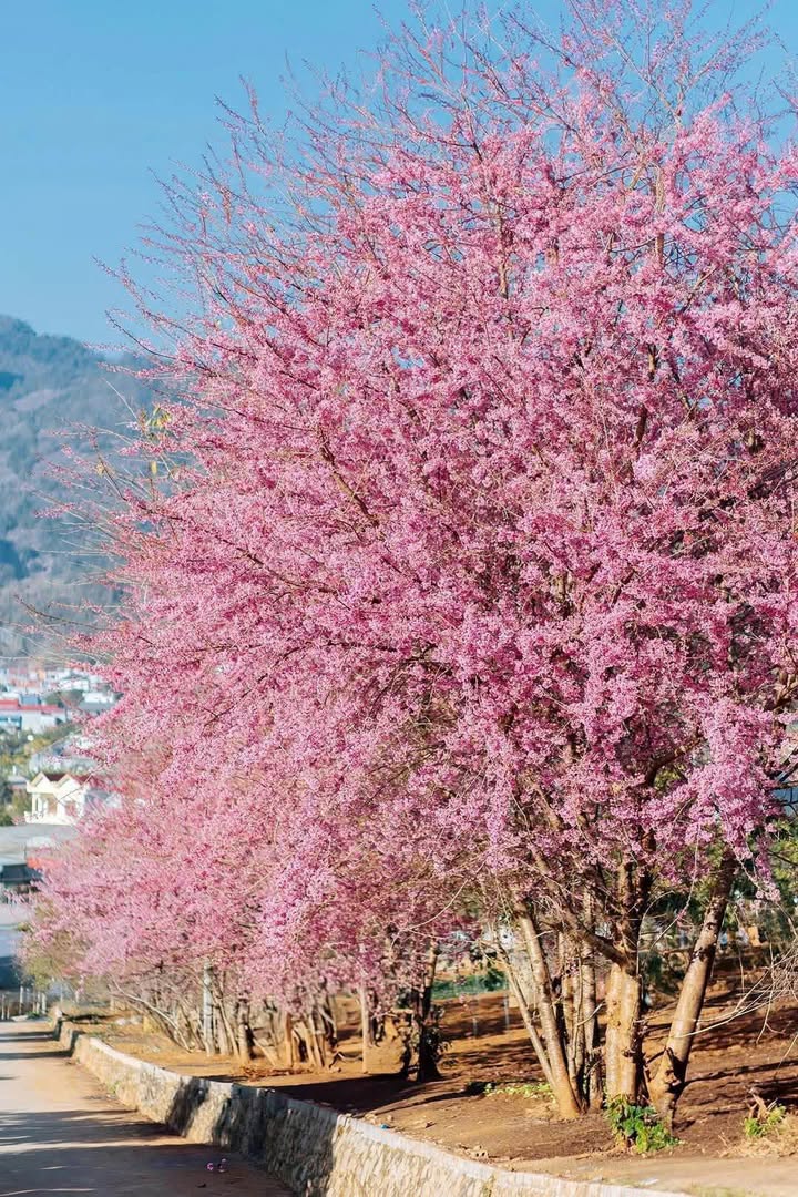 Đất Mộc Châu 145m² giá 2 tỷ - Lô góc 2 mặt tiền hiếm có!