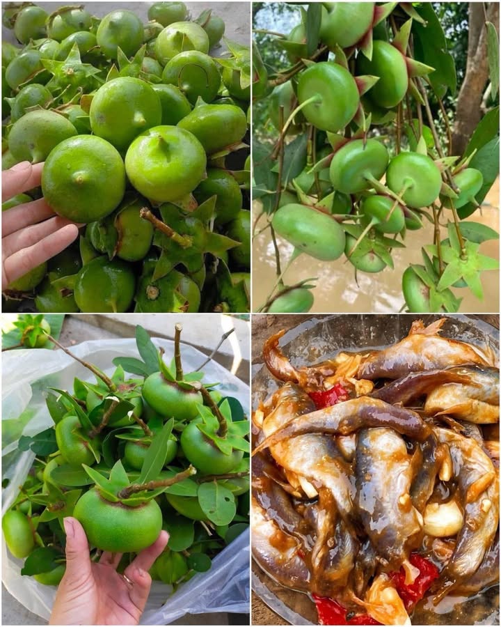 Đất thổ cư 1000m² tại Bình Trinh Đông, Tân Trụ giá 2.1 tỷ - Sổ đỏ chính chủ, xe hơi vào tận nhà!