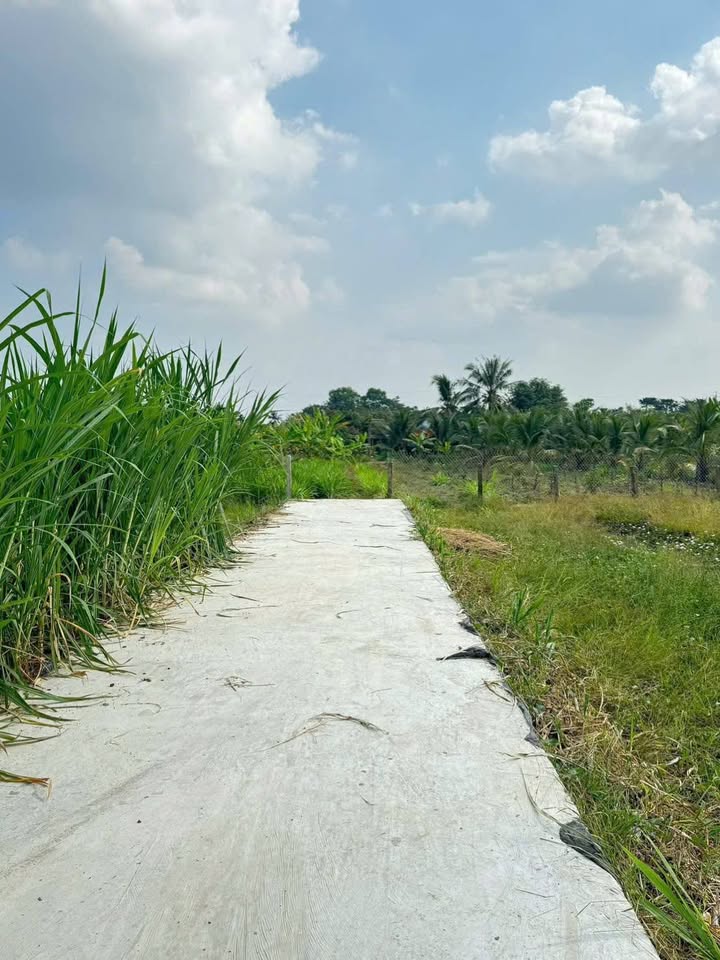 Đất lúa Vĩnh Công 1.300m² giá 620 triệu - Đường ô tô tới đất