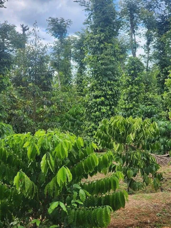 Đất nền thôn 86, xã Ea Tiêu, 1035m² giá 1.05 tỷ - Sổ đỏ chính chủ, bớt lộc