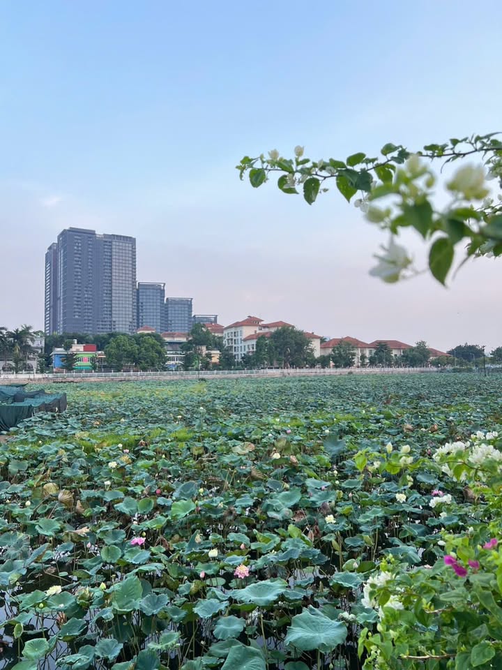 Nhà mặt tiền Lạc Long Quân, Tây Hồ 80m² giá 20 tỷ - Kinh doanh ổn định!