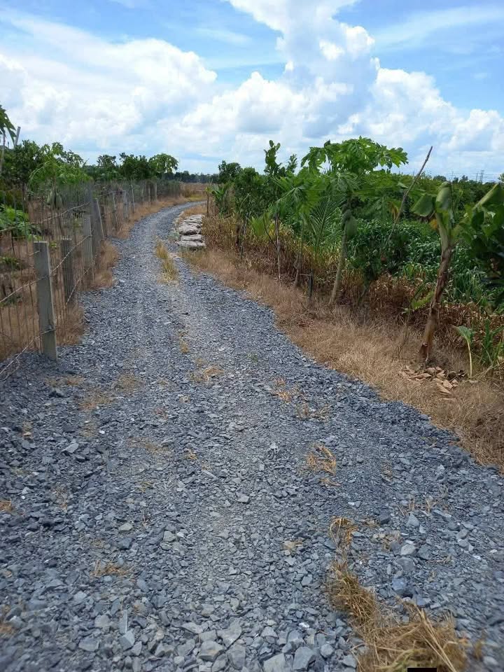 Đất lúa xã Thanh Bình, Đồng Tháp 2000m² giá 400 triệu - Đầu tư sinh lời ngay!