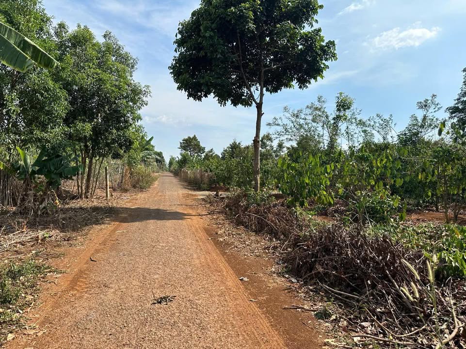 Đất ở xã Ia Hrung, huyện Ia Grai - Diện tích 125m² chỉ 299 triệu - Sổ đỏ chính chủ!