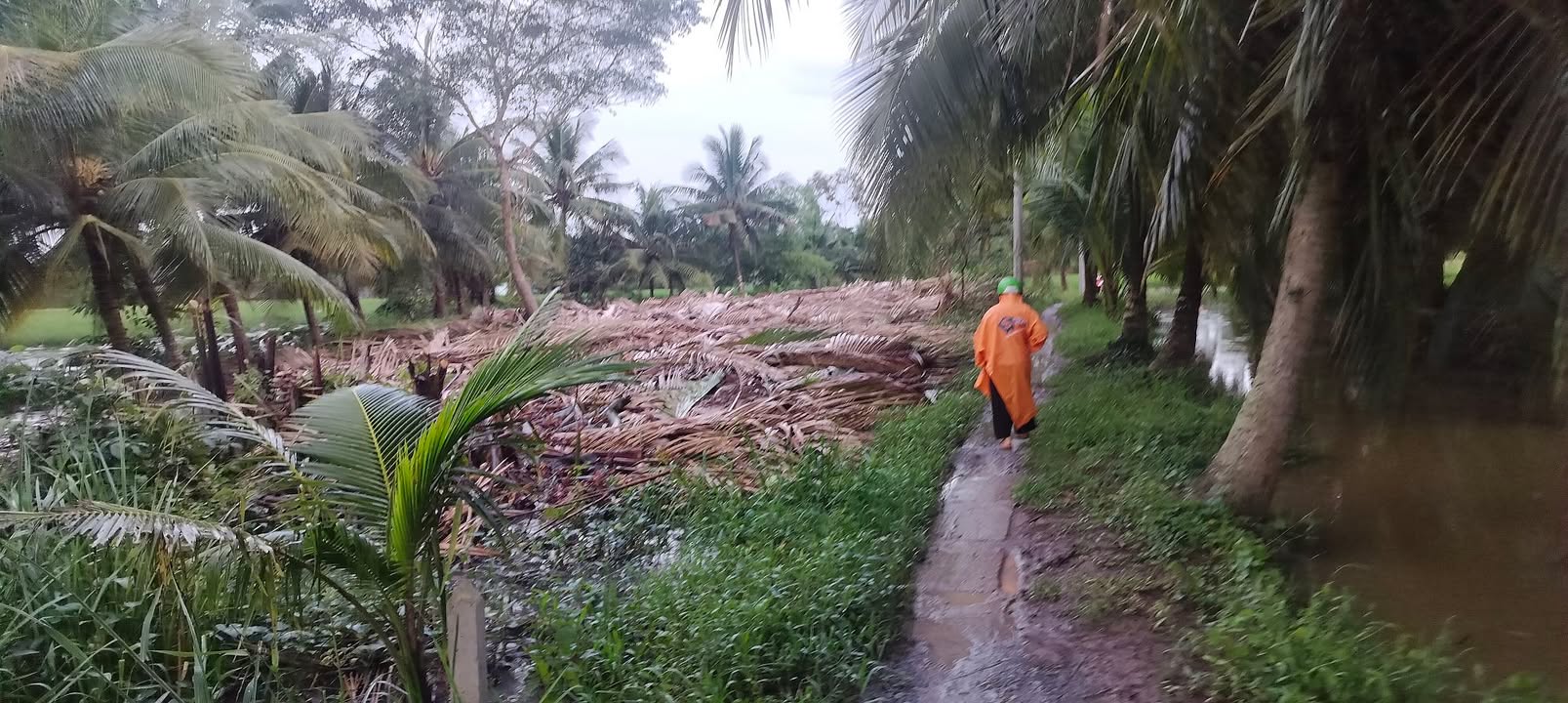 Đất cây lâu năm 520m² xã Tài Văn, Sóc Trăng giá 170 triệu - Cơ hội đầu tư hấp dẫn!