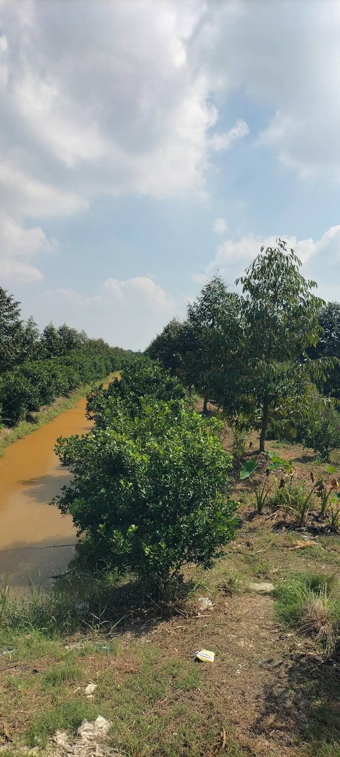 Vườn sầu riêng 14.660m² Trường Long Cần Thơ - Đầu tư sinh lời hấp dẫn!