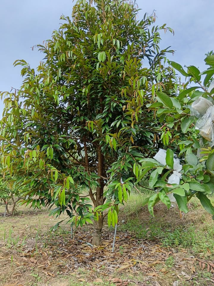 Vườn sầu riêng 25.000m² tại Tân Hòa, Tây Ninh - Nguồn nước mạnh, đất đẹp!