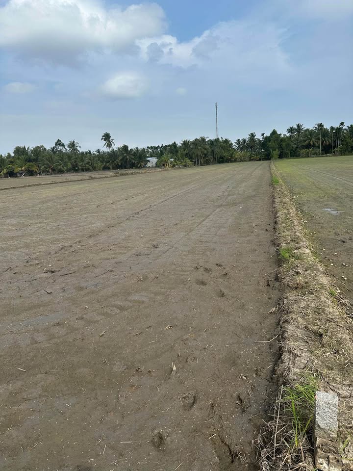 Đất thổ cư và ruộng 60.000m² tại Tân Tiến, Vị Thanh - Giá chỉ 1.05 tỷ, thương lượng