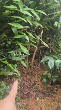 Farm cho thuê 6000m² tại Ia Bă, Ia Grai chỉ 35 triệu/năm - Đầu tư sinh lời ngay!