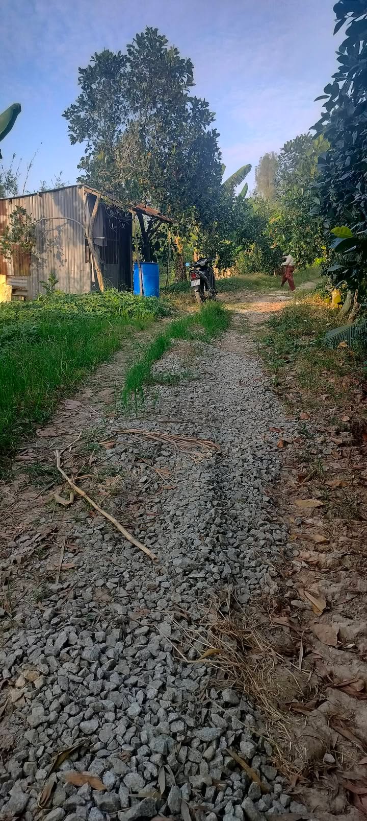 Đất nông nghiệp Định Mỹ, Thoại Sơn 10 công giá chỉ 1.5 tỷ - Cơ hội đầu tư hấp dẫn!