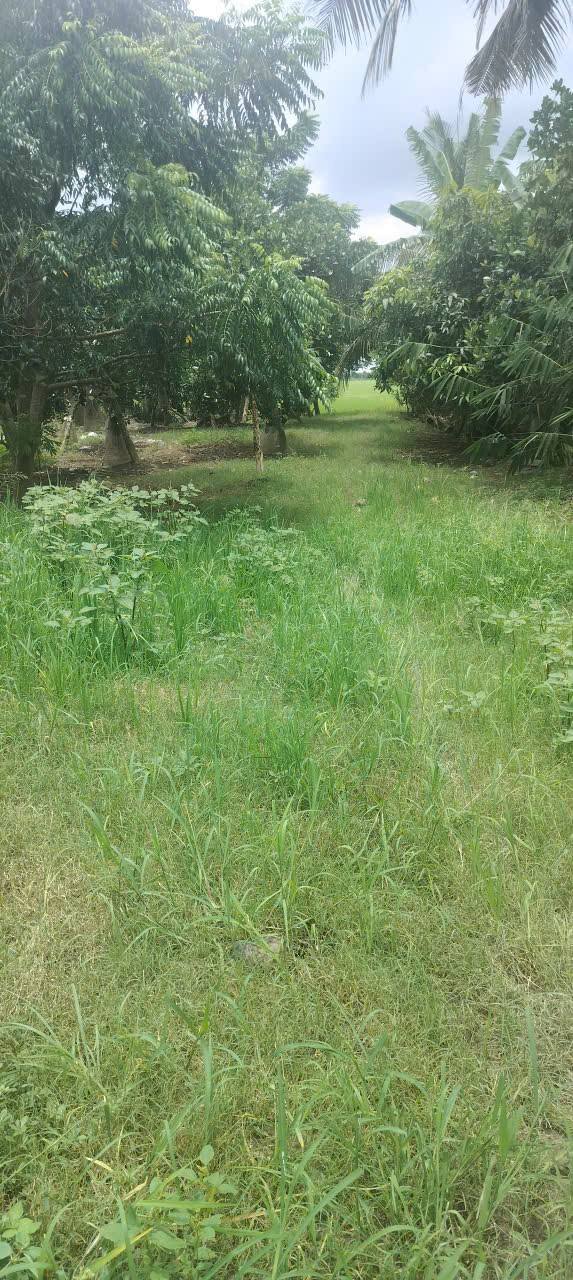 Đất nông nghiệp 70.000m² xã Tây Phú, An Giang - Giá chỉ 875 triệu!