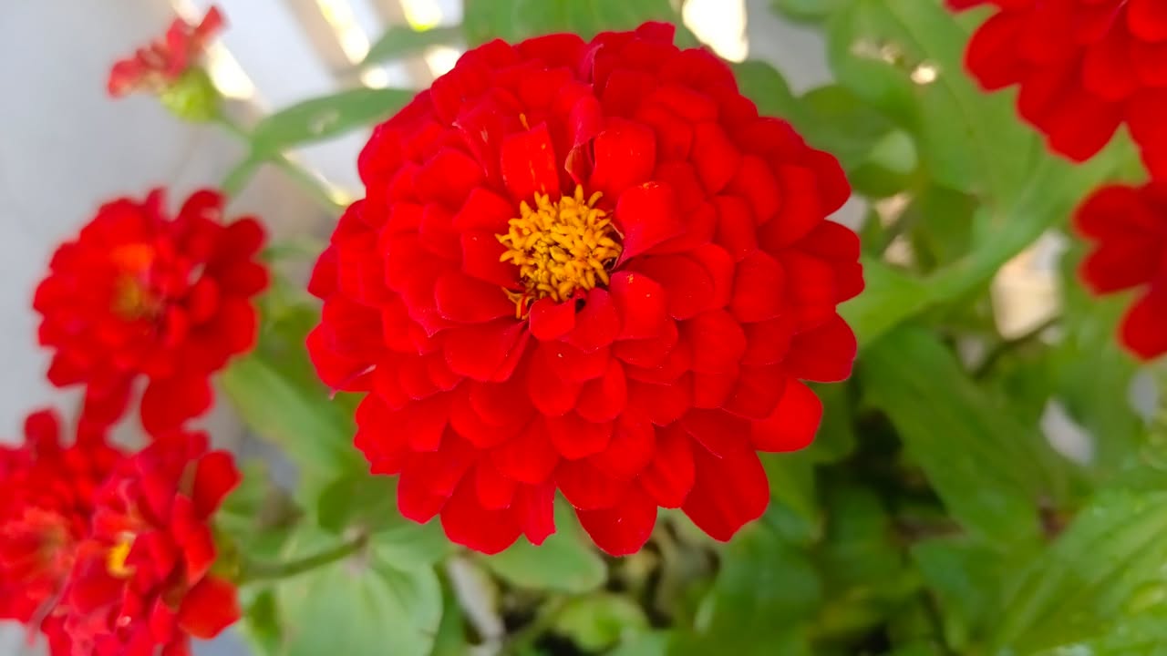 Đất thổ cư 300m² Hẻm 36 Nguyễn Chí Thanh, Hòa Thành - Giá chỉ 1.75 tỷ VND!