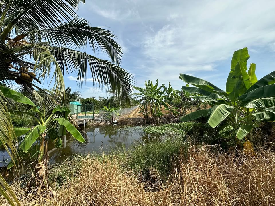 Bán đất Gò Công 1000m² giá 950 triệu - Đầu tư sinh lời ngay!