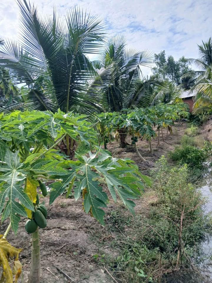 Đất vườn dừa 2838m² tại Phong Phú - Giá chỉ 650 triệu, đầu tư sinh lời ngay!