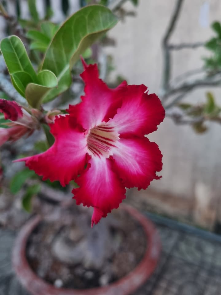 Nhà mặt tiền đường Phạm Ngũ Lão, Trà Vinh 258m² giá 6.2 tỷ - Cơ hội đầu tư hấp dẫn!