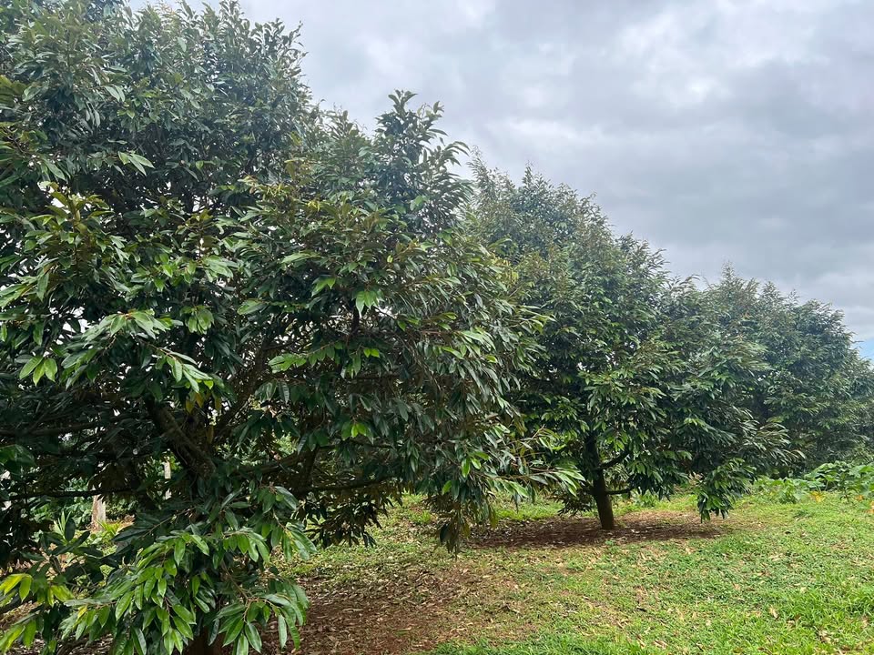 Farm 1,3ha sầu riêng và cafe tại xã Ea Kpam, Cư M'gar, Đắk Lắk - Đầu tư sinh lời ngay!