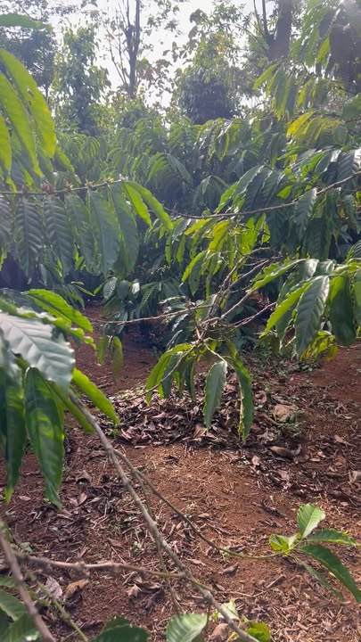 Đất nền 1,4 ha tại Ea Kuêh, Cư M'gar - Giá thỏa thuận, đầu tư sinh lời!