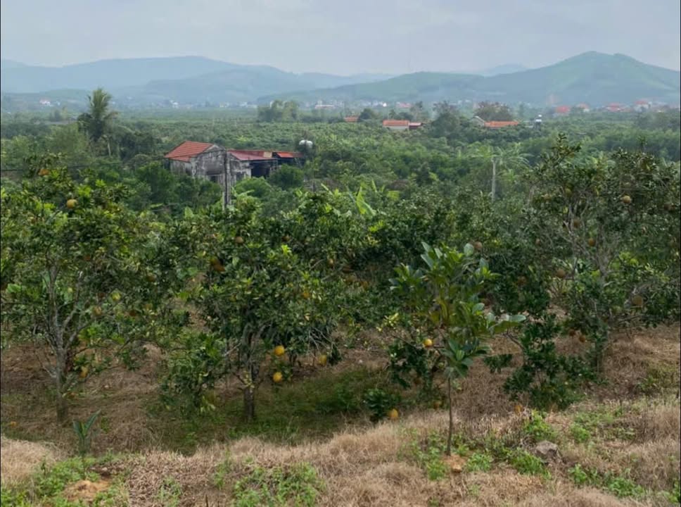 Mảnh vườn nghỉ dưỡng Tân Mộc Lục Ngạn 7000m² giá 2 tỷ - Cơ hội đầu tư tuyệt vời!