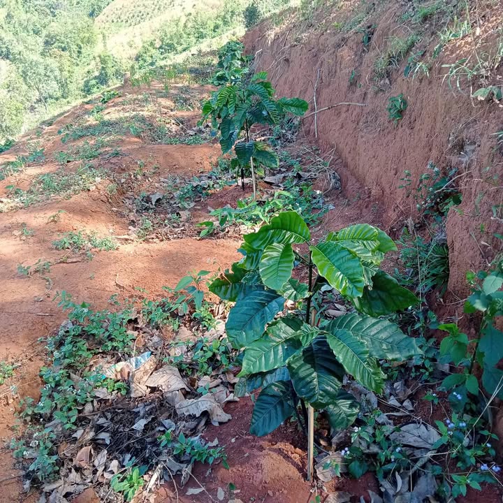 Farm 1800m² tại Ngok Réo, Đắk Hà, Kon Tum - Giá chỉ 800 triệu, đất triền thuận lợi!