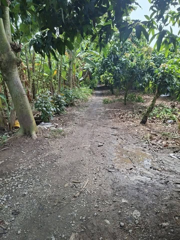 Đất vườn tại xã Long Kiến, An Giang 17383m² giá 5.215 tỷ - Cơ hội đầu tư lý tưởng!