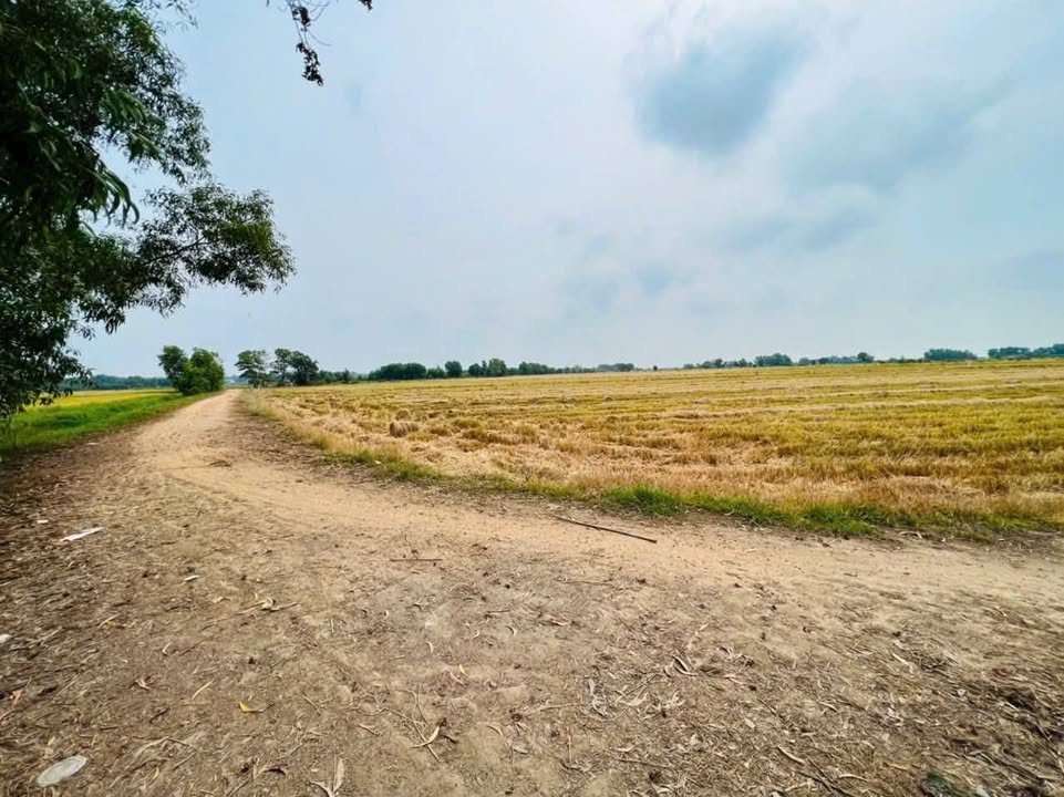 Đất Lúa 7800m² tại Xã An Bình, Châu Thành - Sổ Hồng Chính Chủ, Giá chỉ 1.79 tỷ!