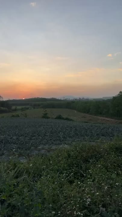 Đất nông nghiệp 30000m² xã Tân Thắng, Quỳnh Lưu - Giá chỉ 4 triệu/héc ta!