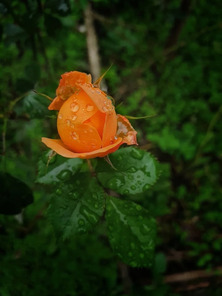 Đất nền Xuân Thành 3600m² giá chỉ 200 triệu - Cơ hội đầu tư tuyệt vời!