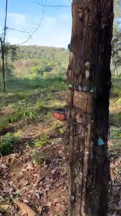 Đất thổ cư 2.8ha tại Thống Nhất, Bù Đăng - Giá chỉ 2.3 tỷ, cơ hội đầu tư tốt!