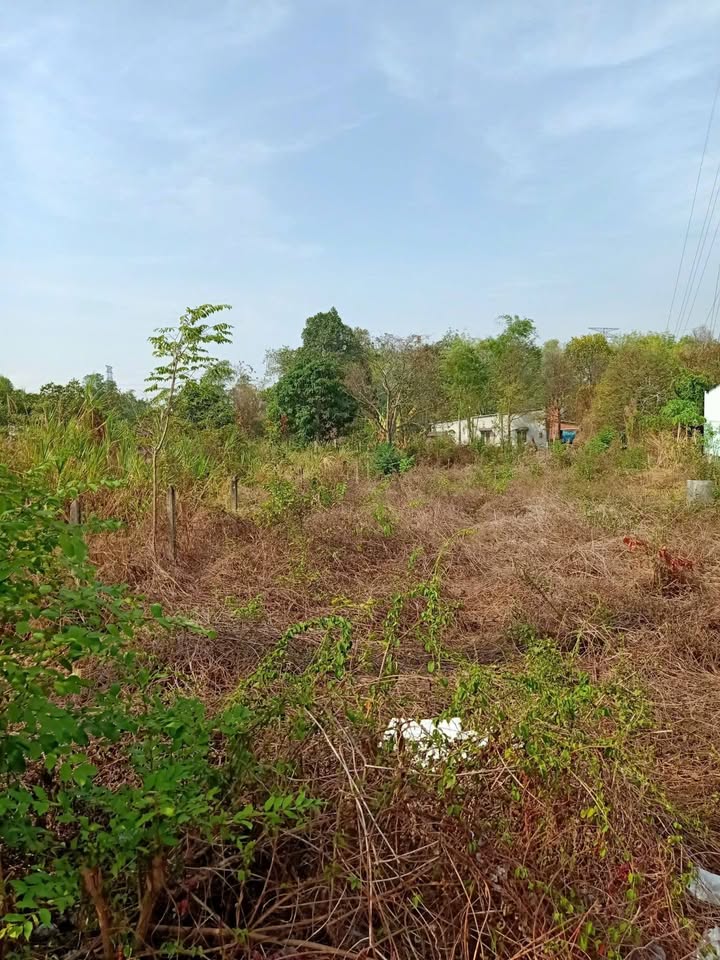 Đất thổ cư 661m² mặt tiền Tỉnh Lộ 8, Củ Chi - Giá 7.5 tỷ, cơ hội đầu tư hấp dẫn!