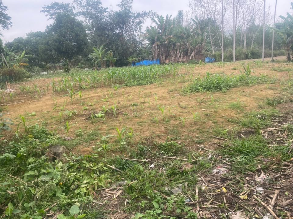 Đất nền xã Yên Lương, Thanh Sơn, Phú Thọ 1300m² - Giá chỉ 1 tỷ, dễ phân lô!