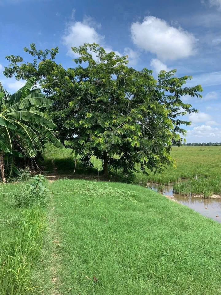 Đất Ruộng Mỹ Hòa, Long Xuyên 16.000m² chỉ 300 triệu - Mặt tiền hơn 100 mét, giá mềm!