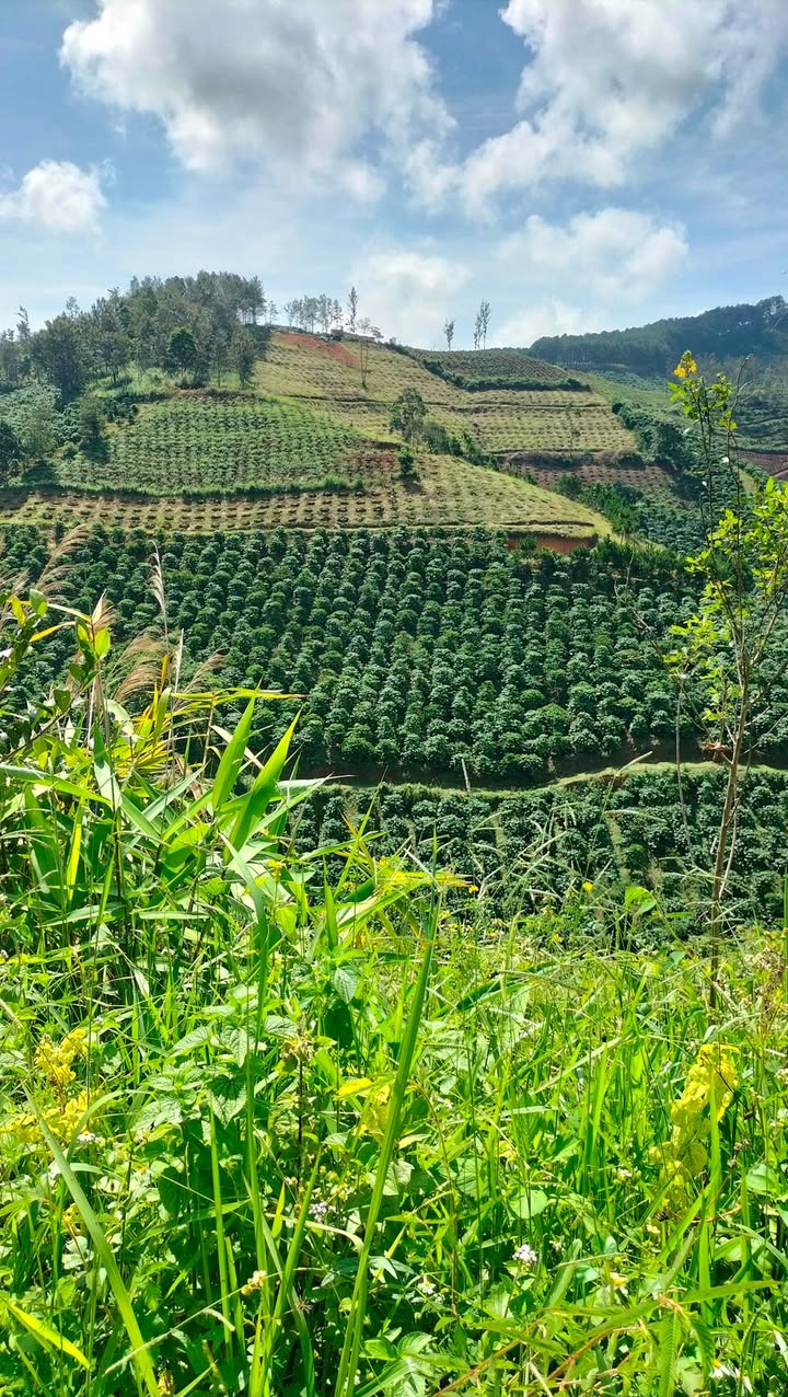 Đất nền Phú Sơn, Lâm Hà 1.9ha giá 3 tỷ - Sổ hồng chính chủ, đầu tư sinh lời!