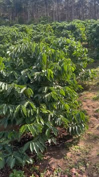 Lô đất 8 sào tại Phú Sơn, Lâm Hà chỉ 1.3 tỷ - Cơ hội đầu tư hấp dẫn!