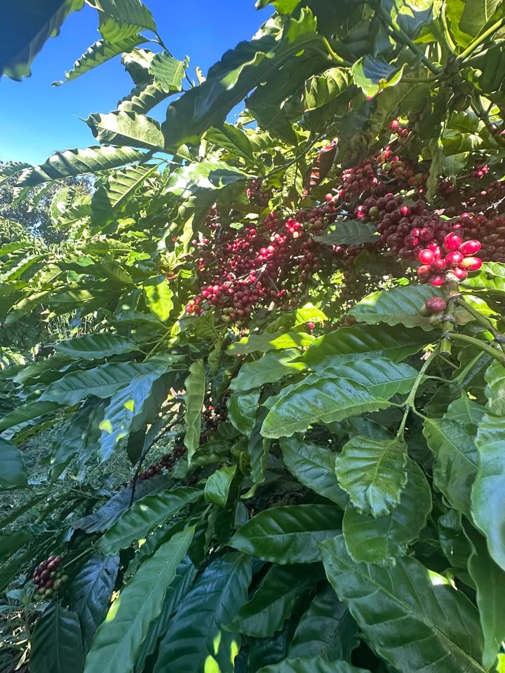 Đất nông nghiệp 2,2ha tại Ia Me, Chư Prông, Gia Lai - Giá chỉ 4 tỷ, thu nhập ổn định!