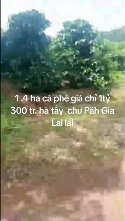 Farm cà phê 1,4ha tại xã Hà Tây, huyện Chư Păh - Giá chỉ 1,3 tỷ, đầu tư sinh lời!