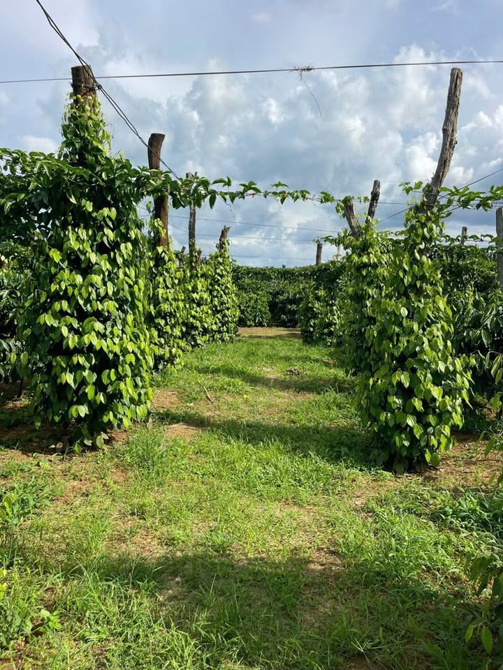 Farm 1.8ha tại Ea H'Leo, Đắk Lắk - Giá 3.8 tỷ, cơ hội kinh doanh tuyệt vời!